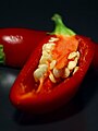 Capsicum0.jpg