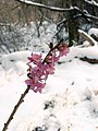 Daphne mezereum4.jpg