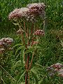 Eupatorium cannabinum jfg.jpg