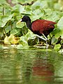 Jacana spinosa (Tortuguero).jpg