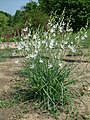 Pajecznica liliowata Anthericum lilago3.jpg