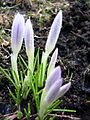 Spring 2005.jpg