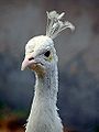 Warsaw ZOO - Pavo cristatus albus.jpg