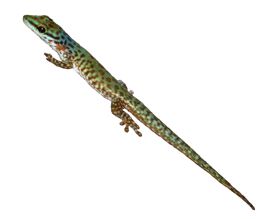 Phelsuma guttata