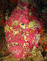 Synanceia verrucosa.jpg