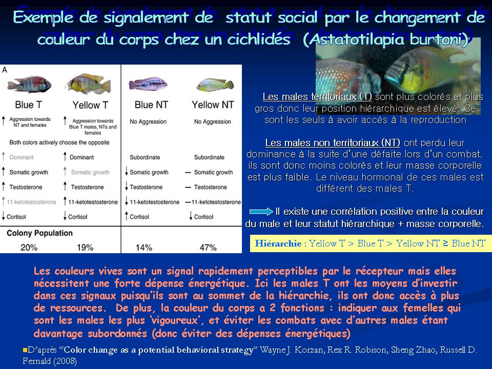 Exemple de signalement visuel du statut social chez un Cichlidé.jpg