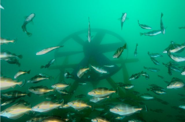Quelles sont les énergies renouvelables en mer? (2/4)