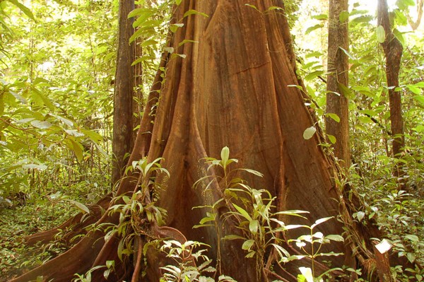 La croissance des plantes en voie d'être pleinement comprise