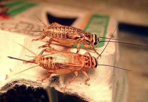 CRISP 2 : des grillons dans la Station Spatiale Internationale