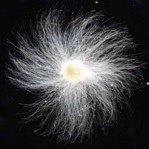 La mousse se développe en spirale... dans l'espace