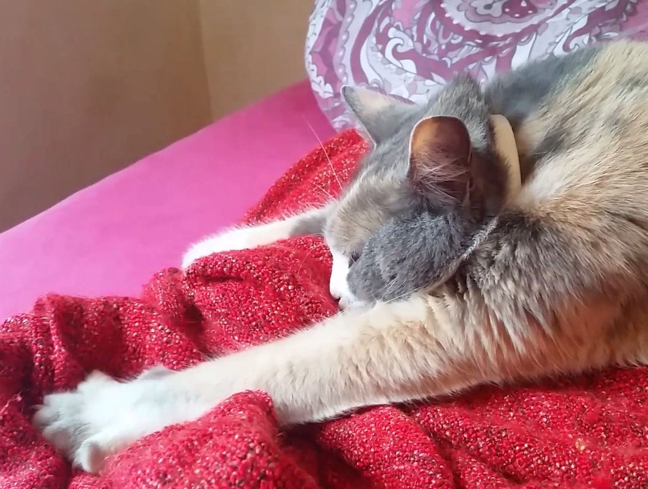 Votre chat pétrit ? Voici pourquoi