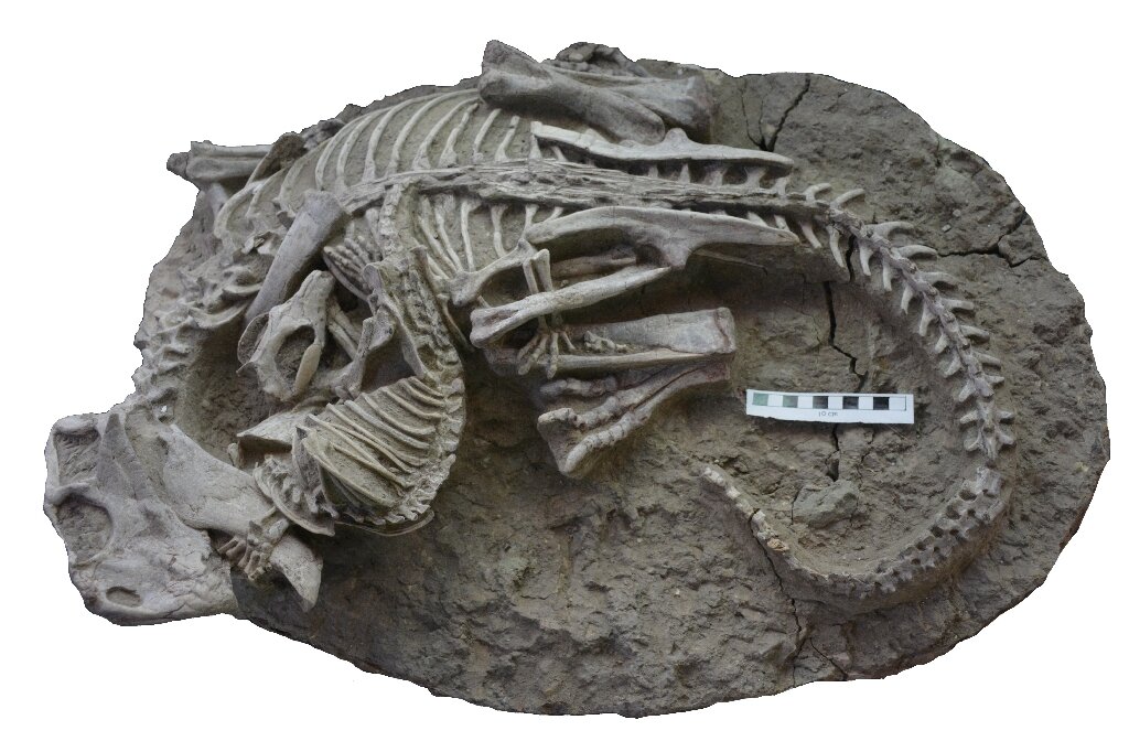 Ce fossile hors du commun montre un mammifère mordre un dinosaure