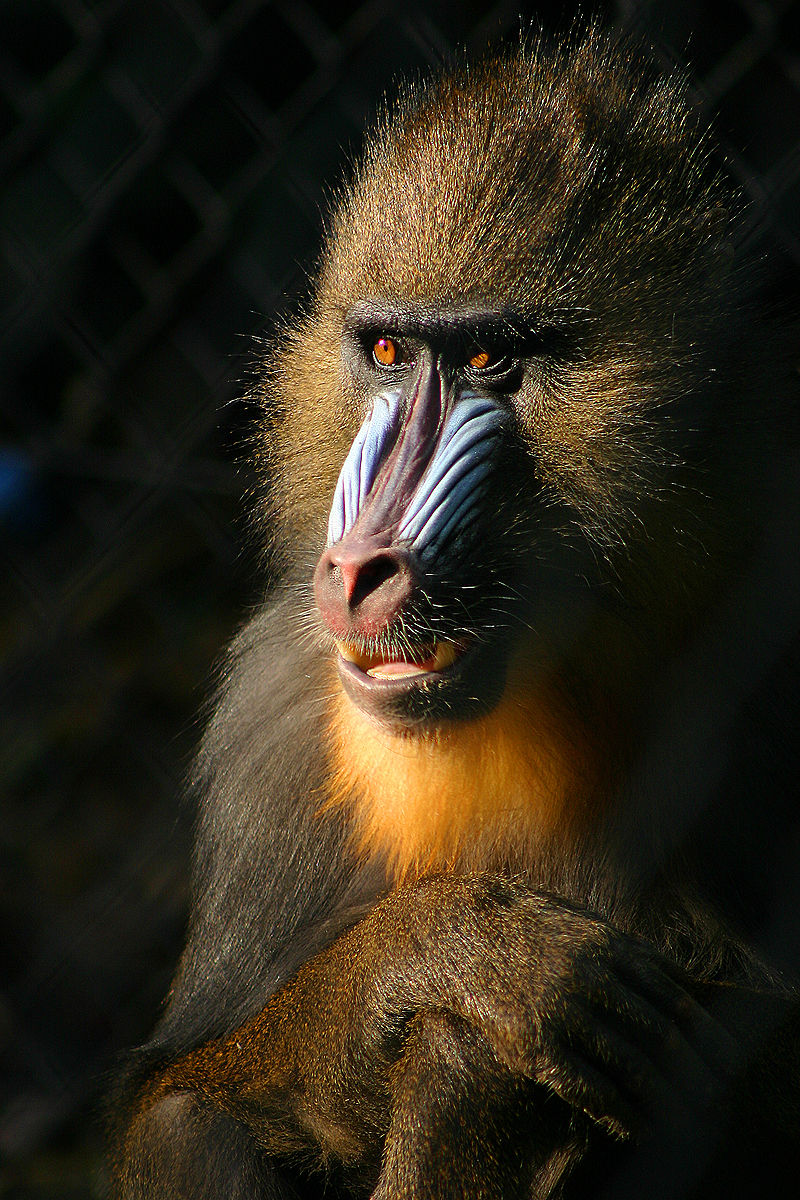 Ces primates transmettent aussi à leurs enfants l’hygiène