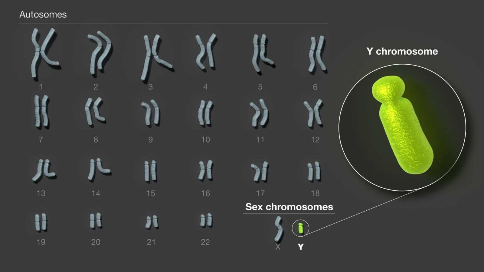 Le chromosome Y humain enfin entièrement séquencé