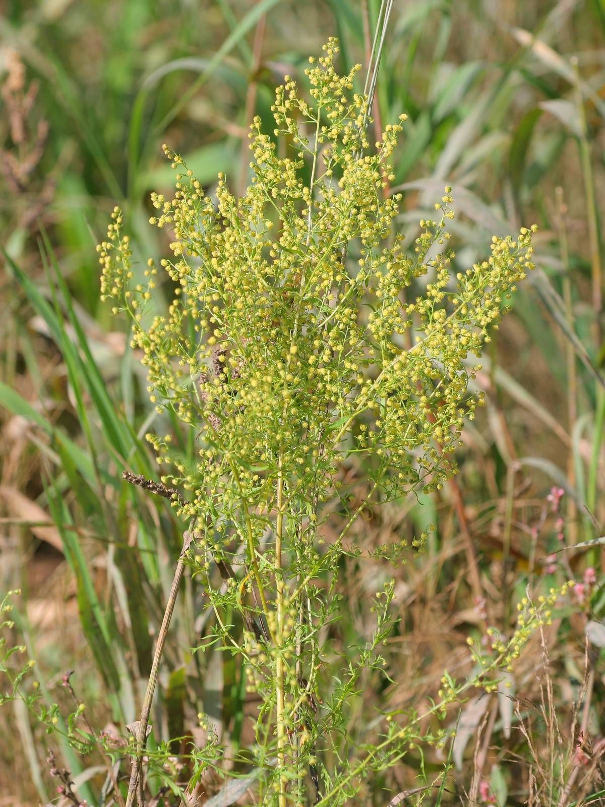 Cette plante pourrait guérir certains cancers et la Covid-19