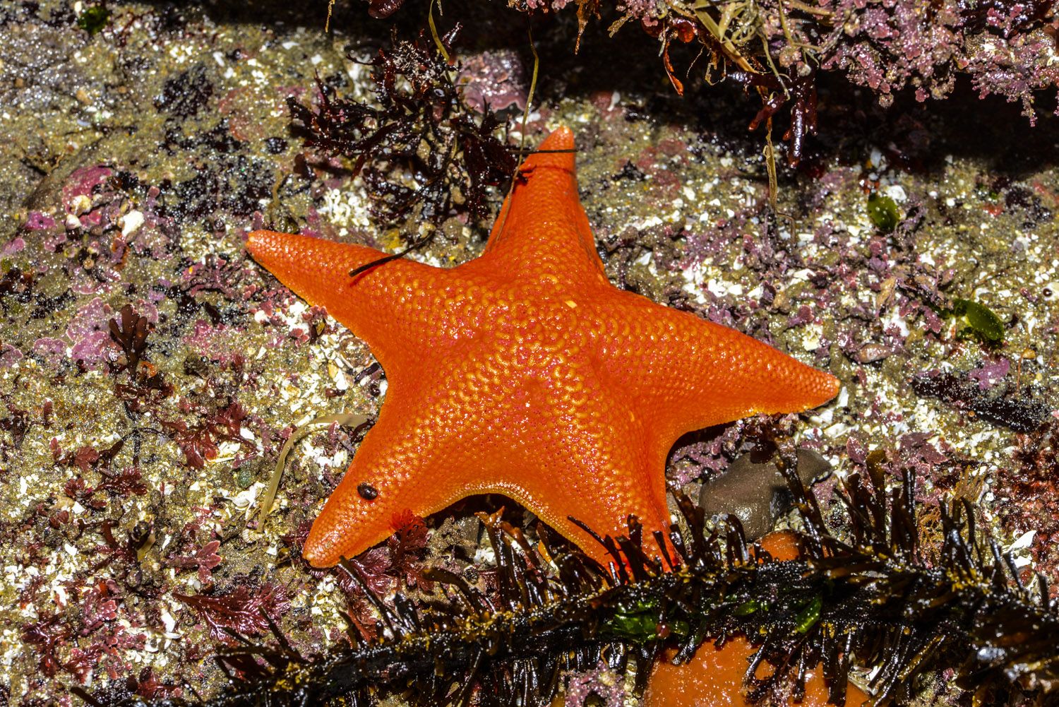Ces têtes désincarnées qui marchent sur le fond des océans