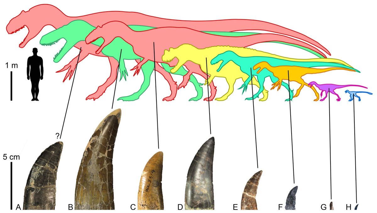 Surprises sur les habitudes alimentaires de dinosaures carnivores