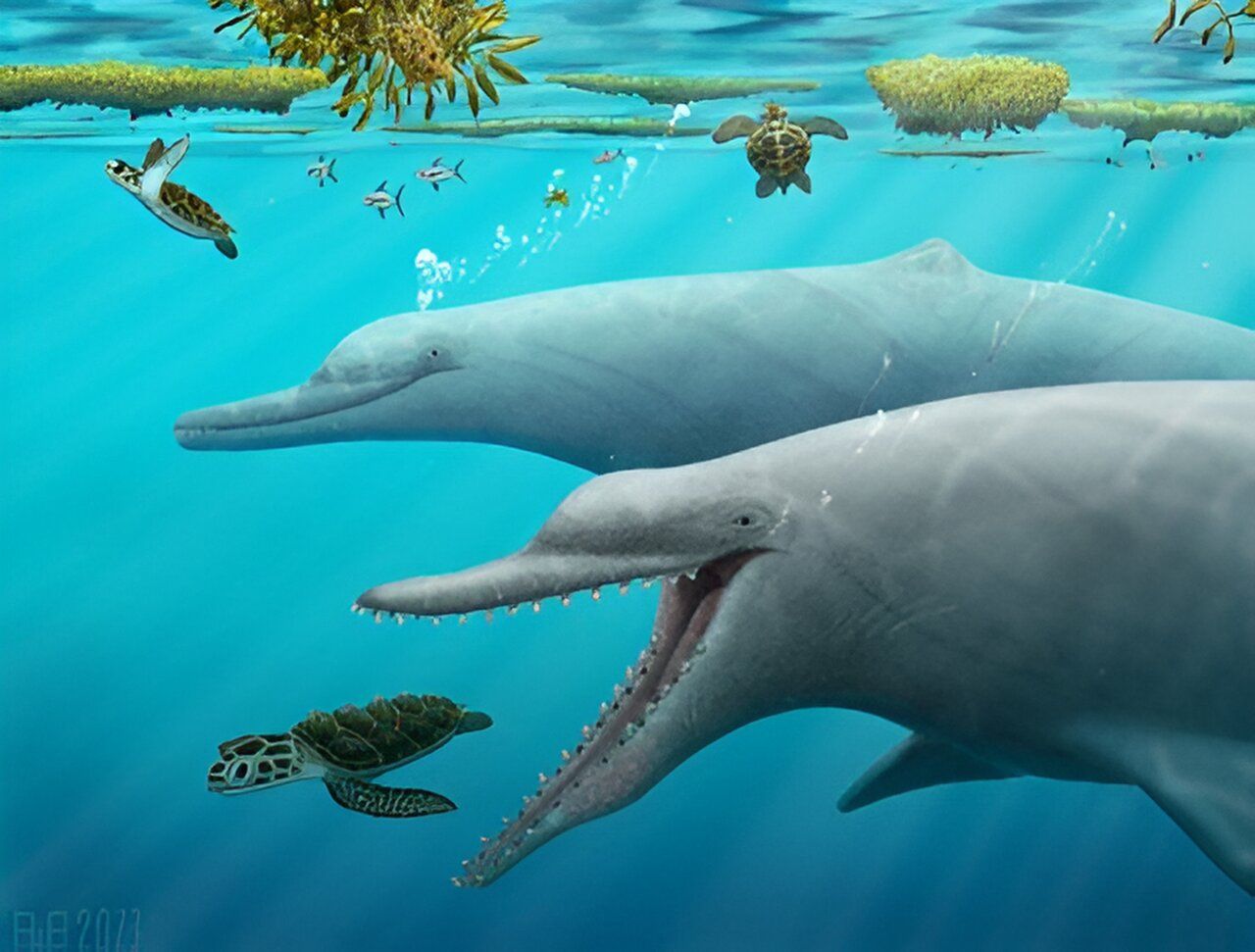 Comment les baleines et les dauphins sont-ils parvenus à développer un sonar biologique ?