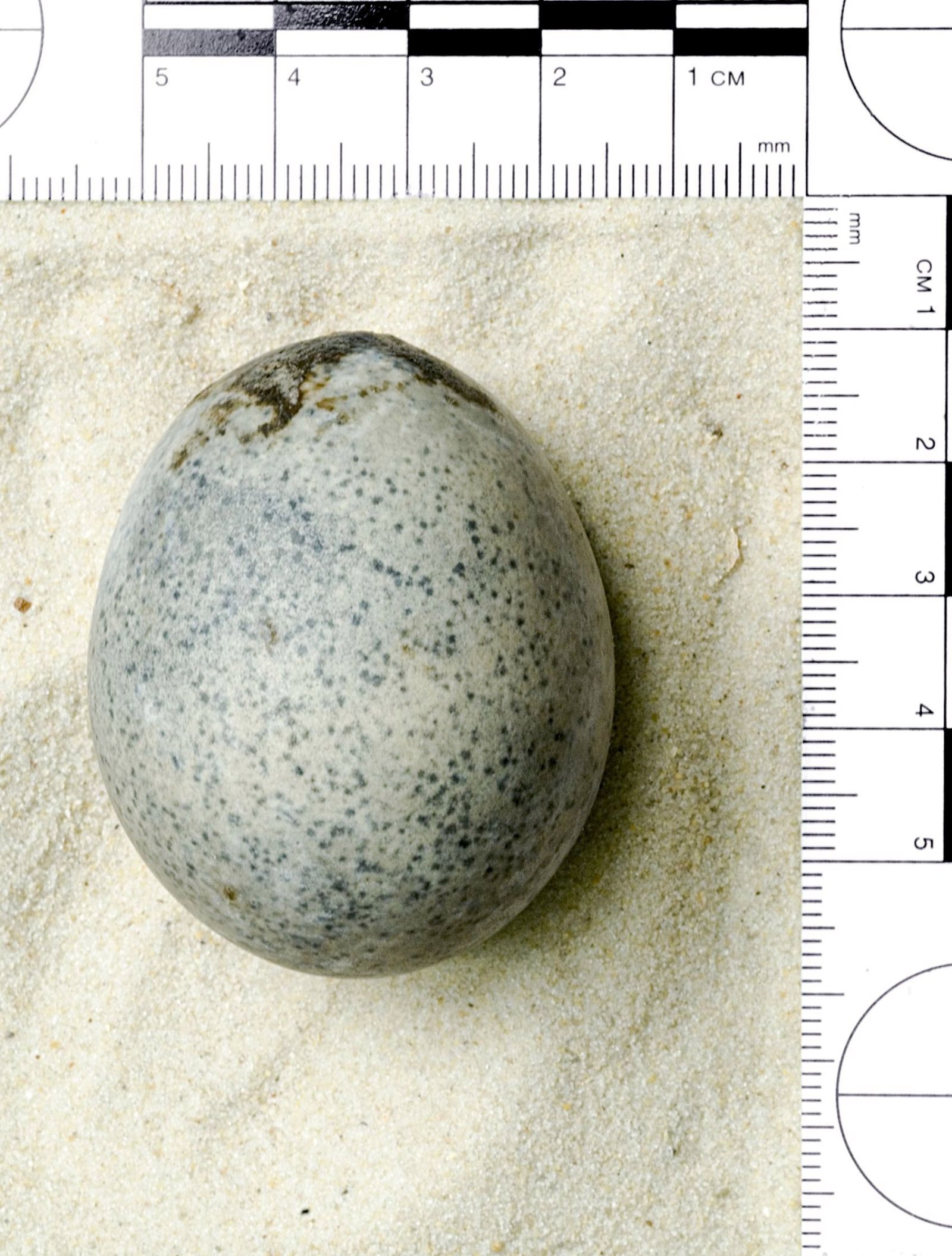 Exceptional Discovery: This Intact Egg, with Its Liquid, Dates Back to the Roman Era