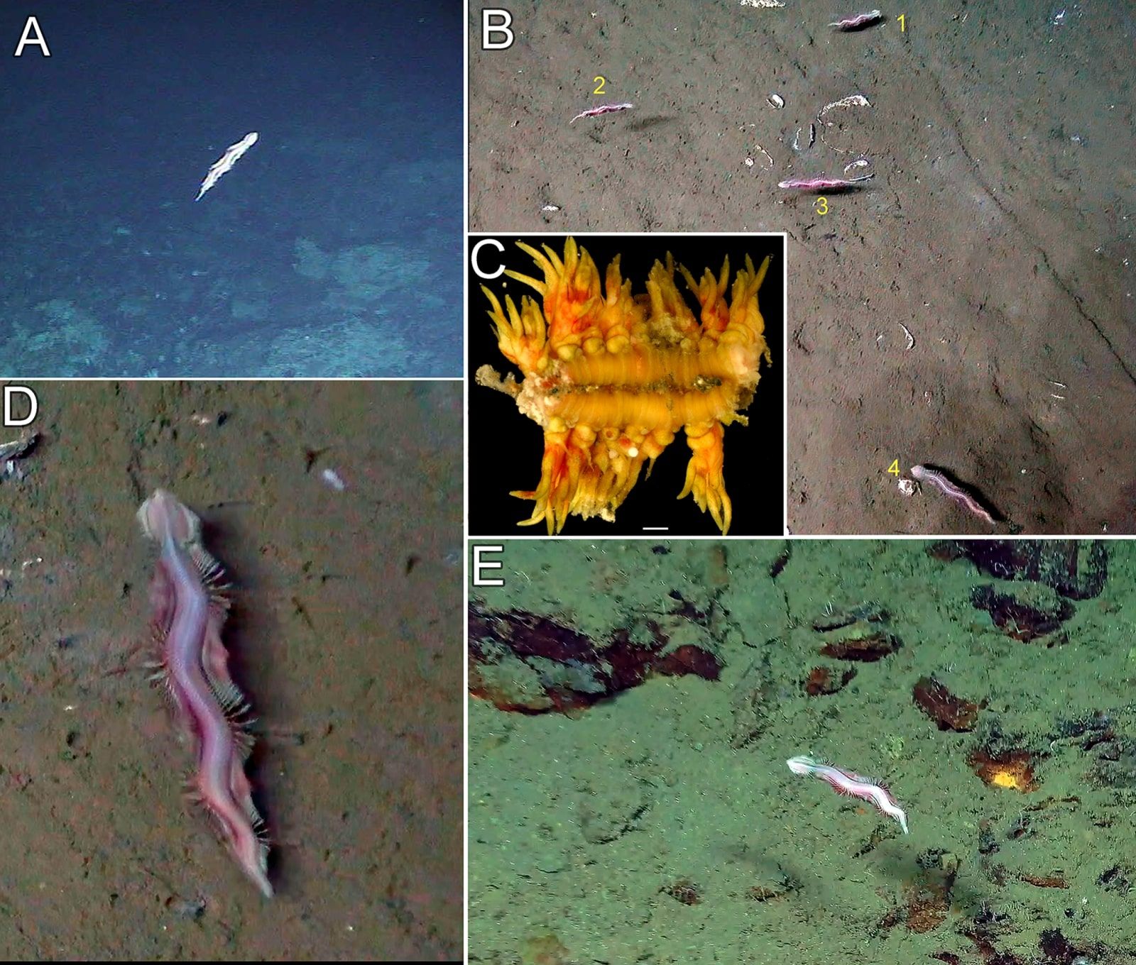 Uma nova espécie de verme estranho descoberta nas profundezas do oceano