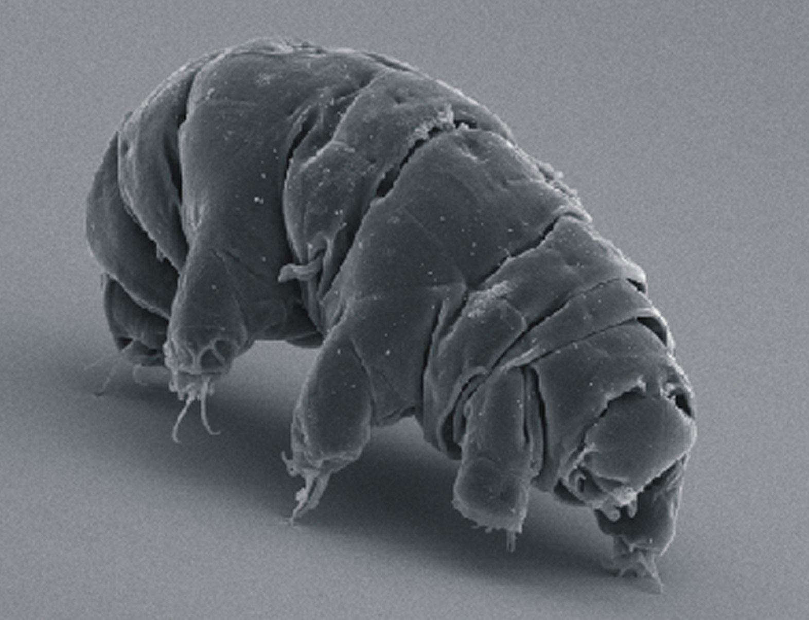 This "indestructible" creature could significantly extend our life