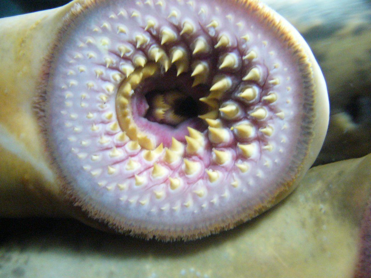 This strange creature could explain our instinctive fight or flight reaction