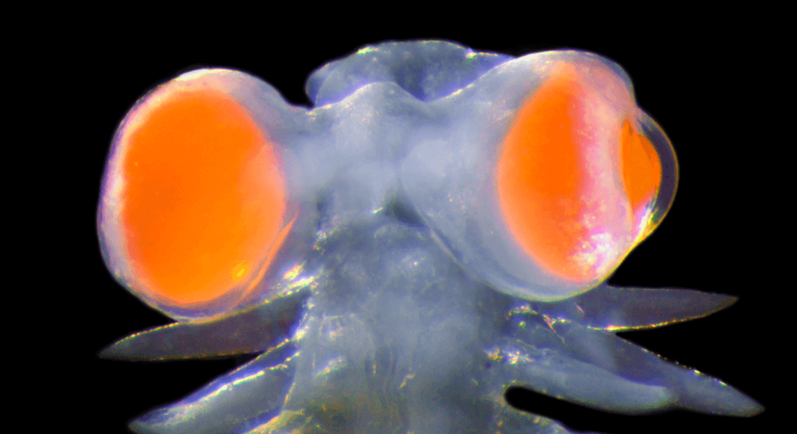 This tiny worm has huge eyes: why?