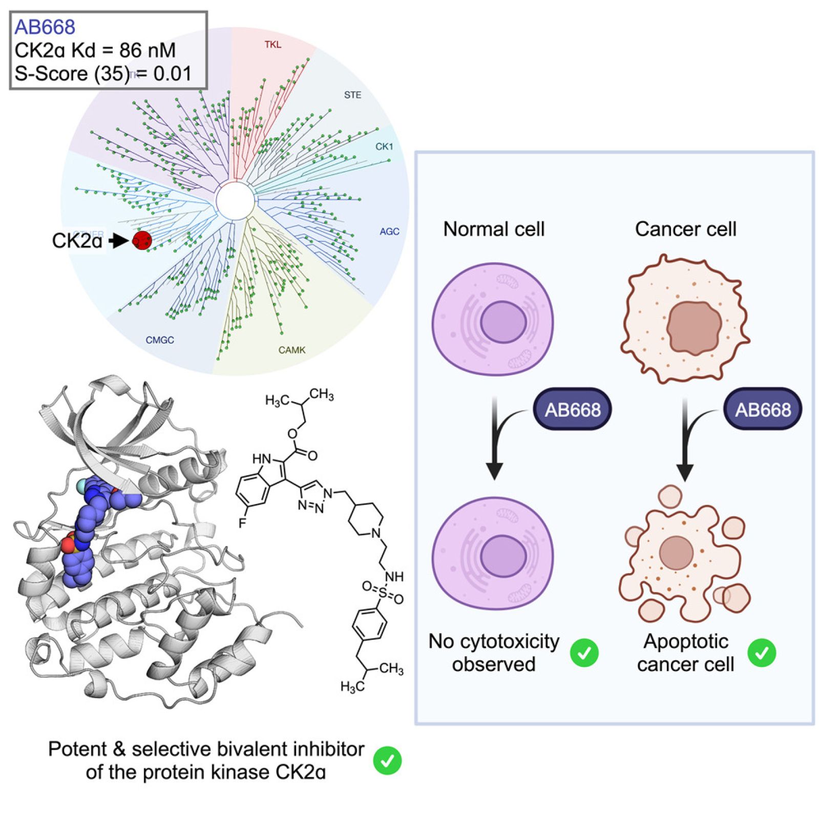 New targeted anti-cancer treatment focusing on this specific protein