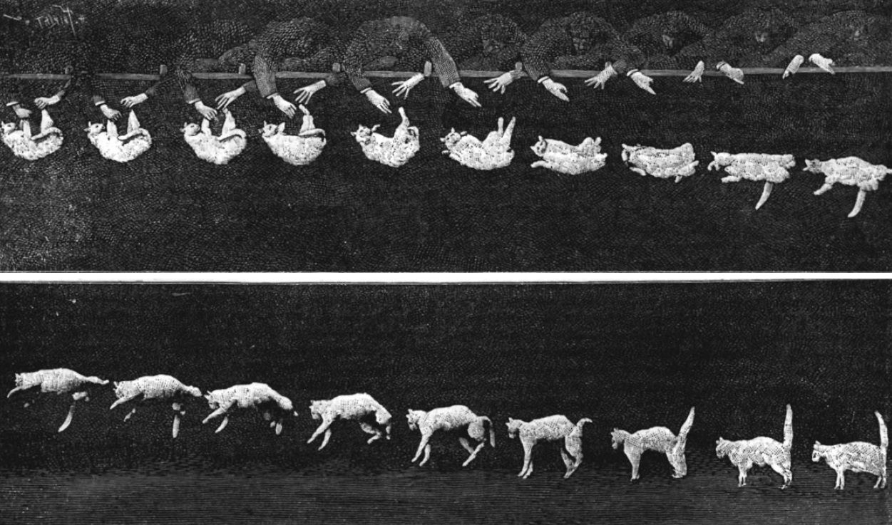 How do cats always land on their feet using physics?