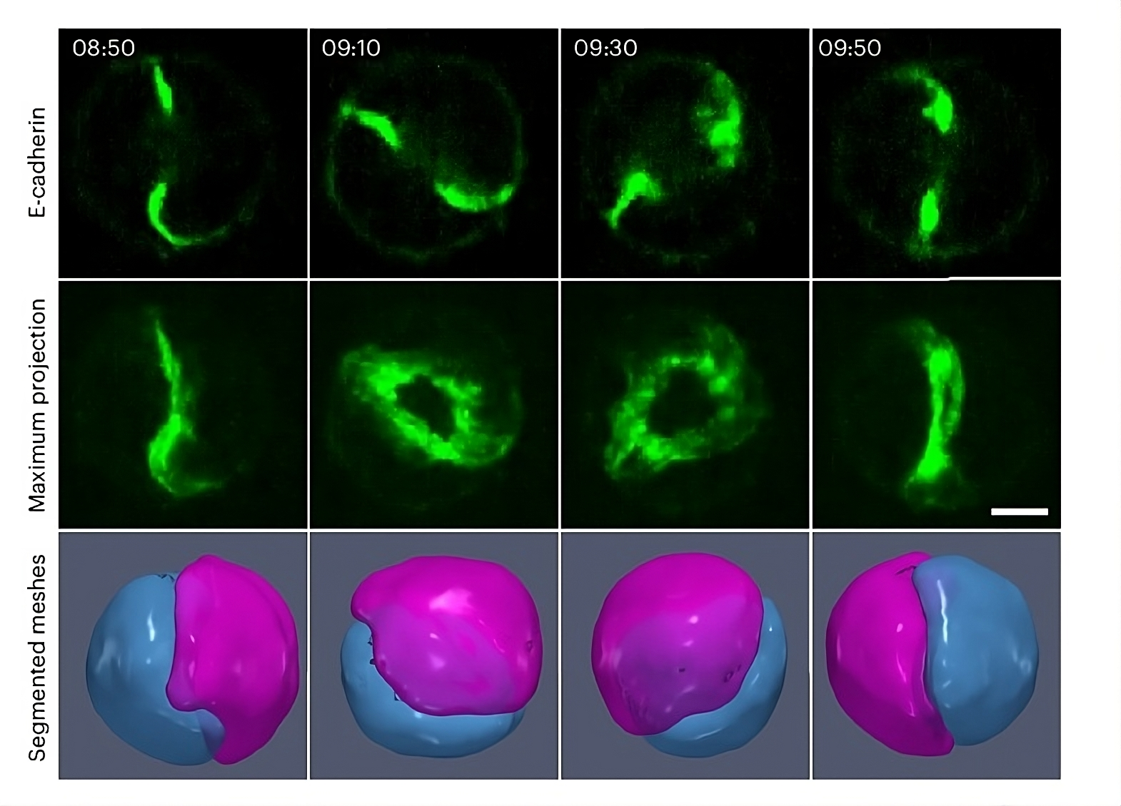 Making cells dance to understand tissue organization