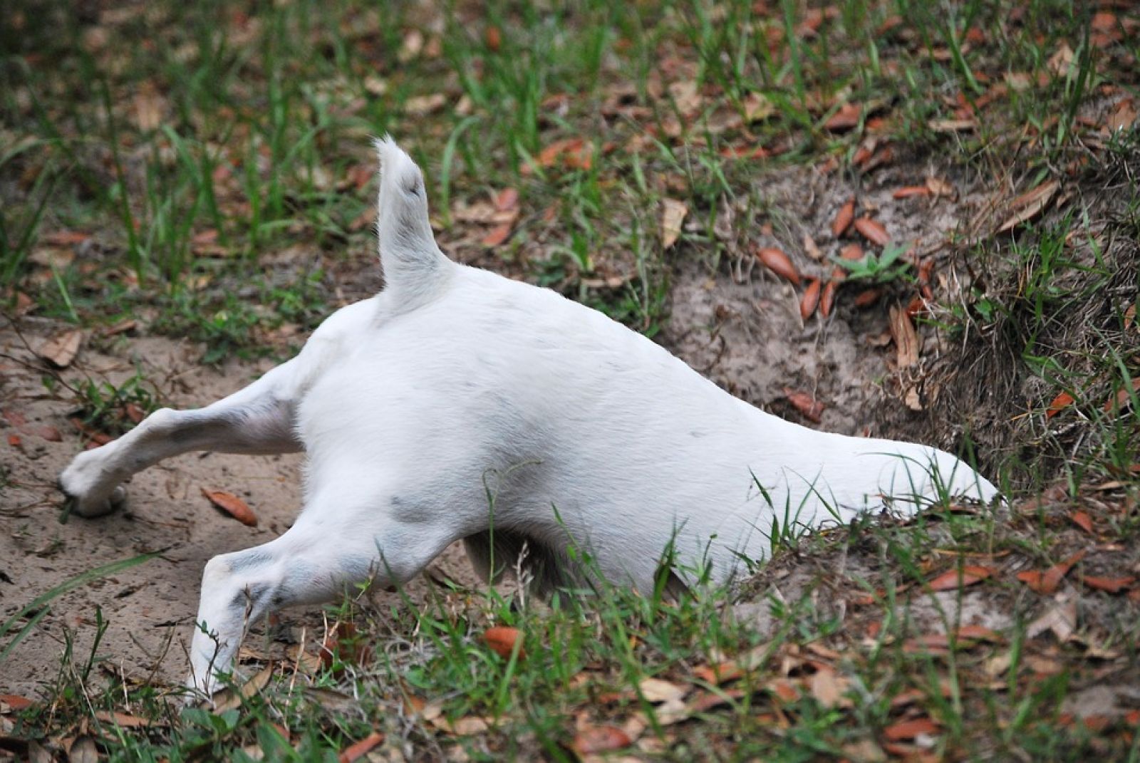 Why do dogs dig holes?