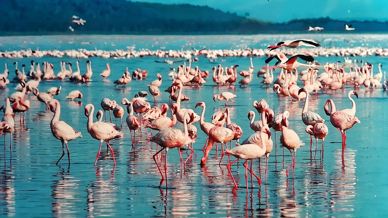 In a few years, the Camargue will be submerged under water