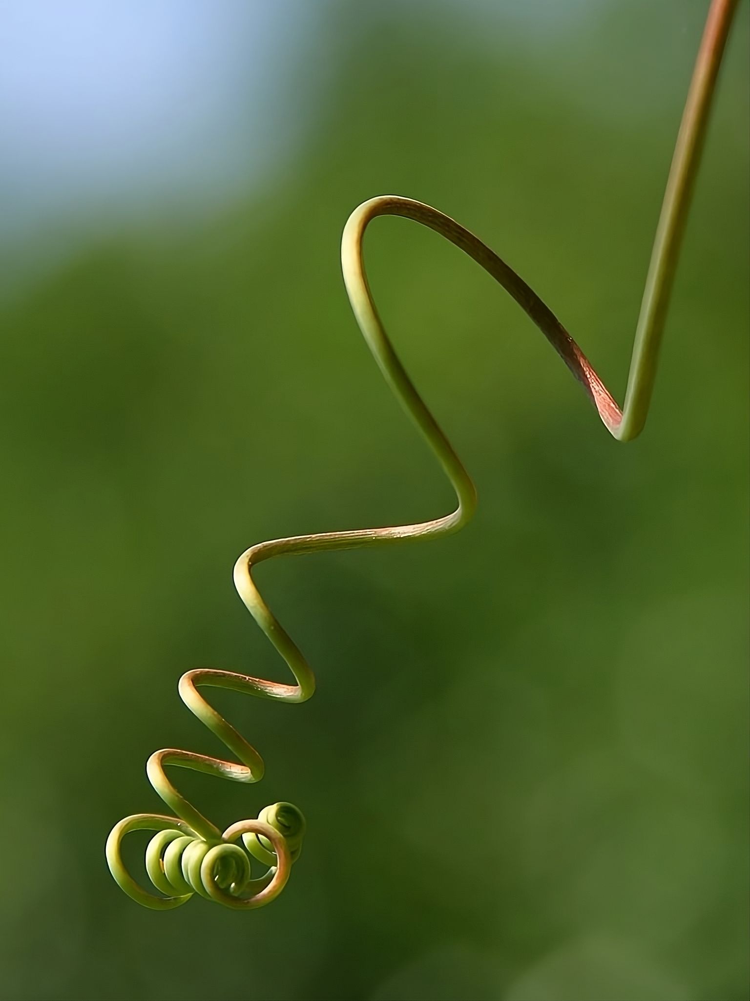 How do climbing plants grow?