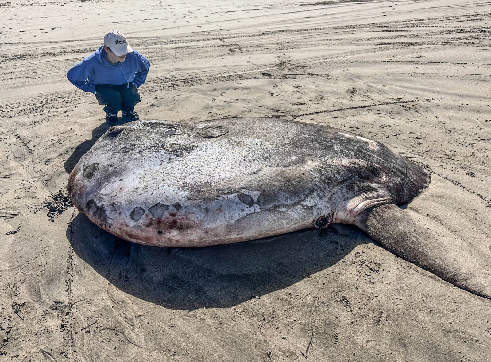 Este enorme peixe, o maior de sua espécie, encontrado encalhado no hemisfério errado