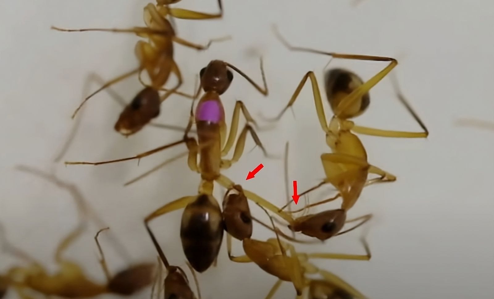Vídeo: este animal sabe quando tratar e quando amputar seus companheiros para favorecer sua sobrevivência