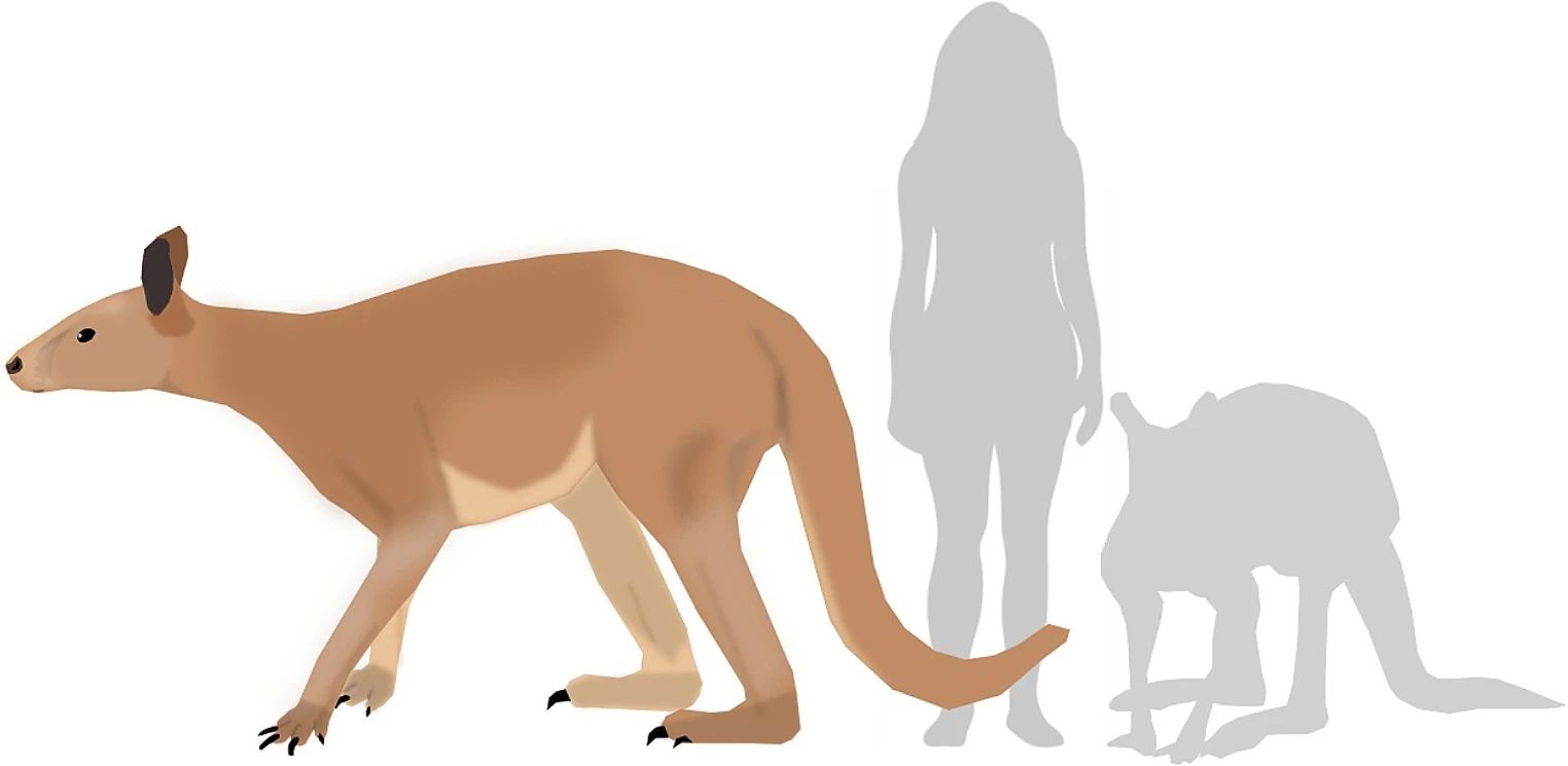 🦘 Des kangourous géants capables de bonds ? Une découverte qui change la donne