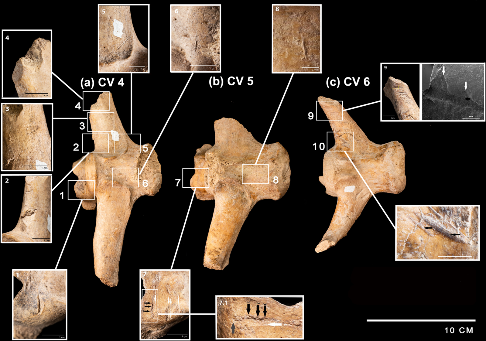 Quem gravou essas marcas, milhares de anos antes dos primeiros humanos conhecidos?