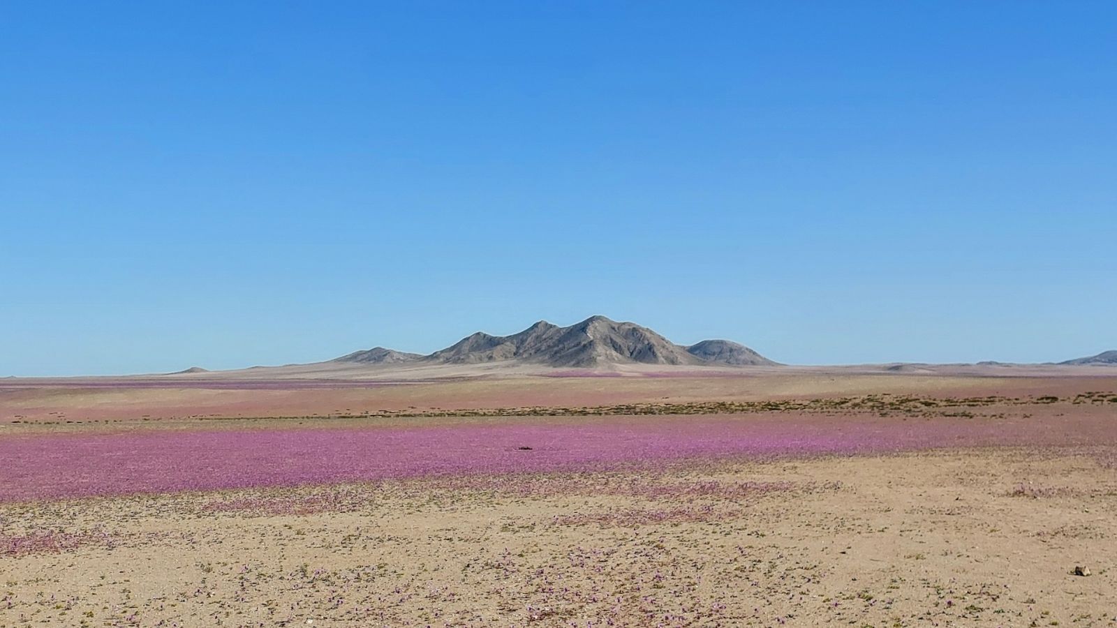 Raro: o deserto mais seco do mundo está em plena floração (fotos)