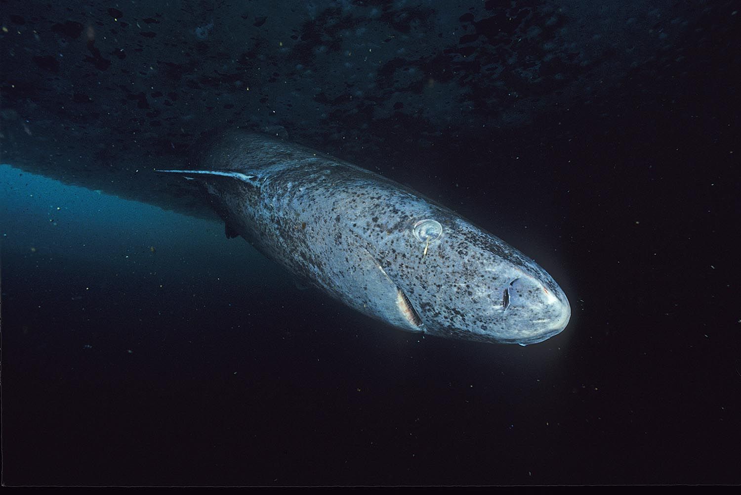 Ce requin peut vivre 500 ans : les scientifiques découvrent son secret