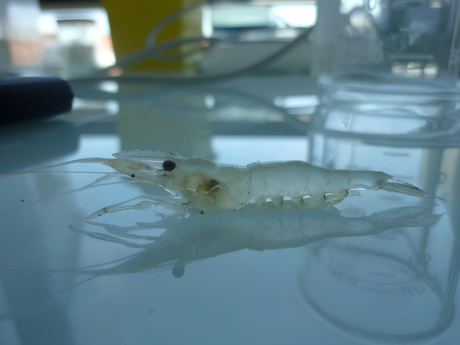 De l’eau douce à l’eau salée: ces fascinantes stratégies de la crevette blanche
