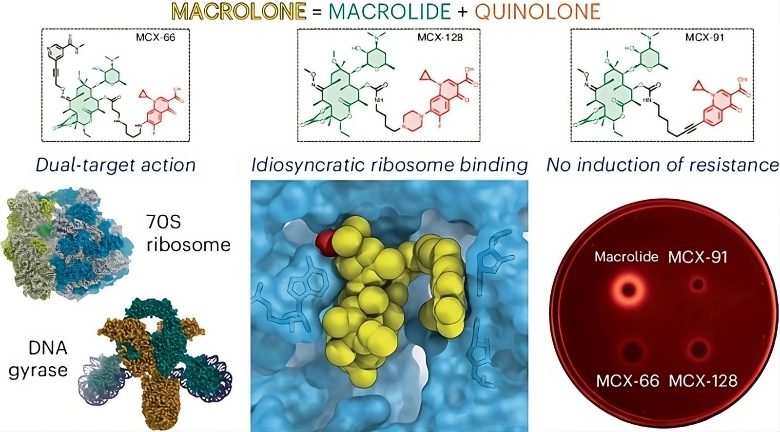 Ce nouvel antibiotique rend la résistance bactérienne quasi impossible