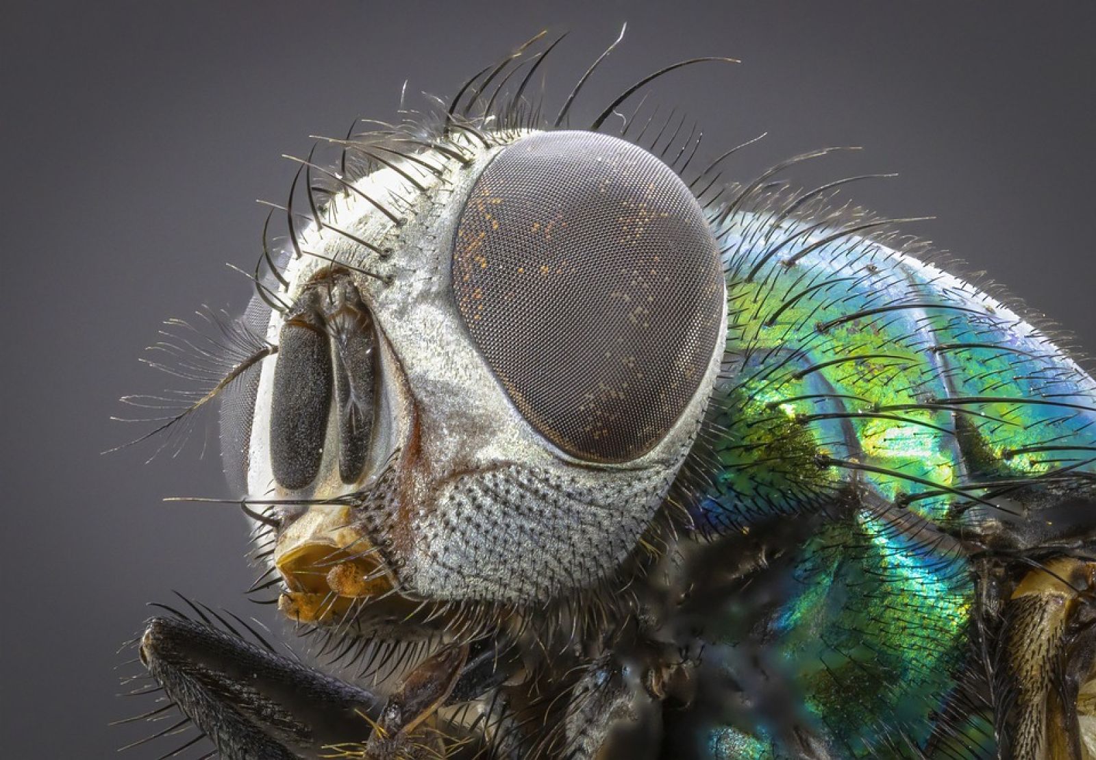 Ces mouches sont porteuses de la grippe aviaire : crainte de contamination
