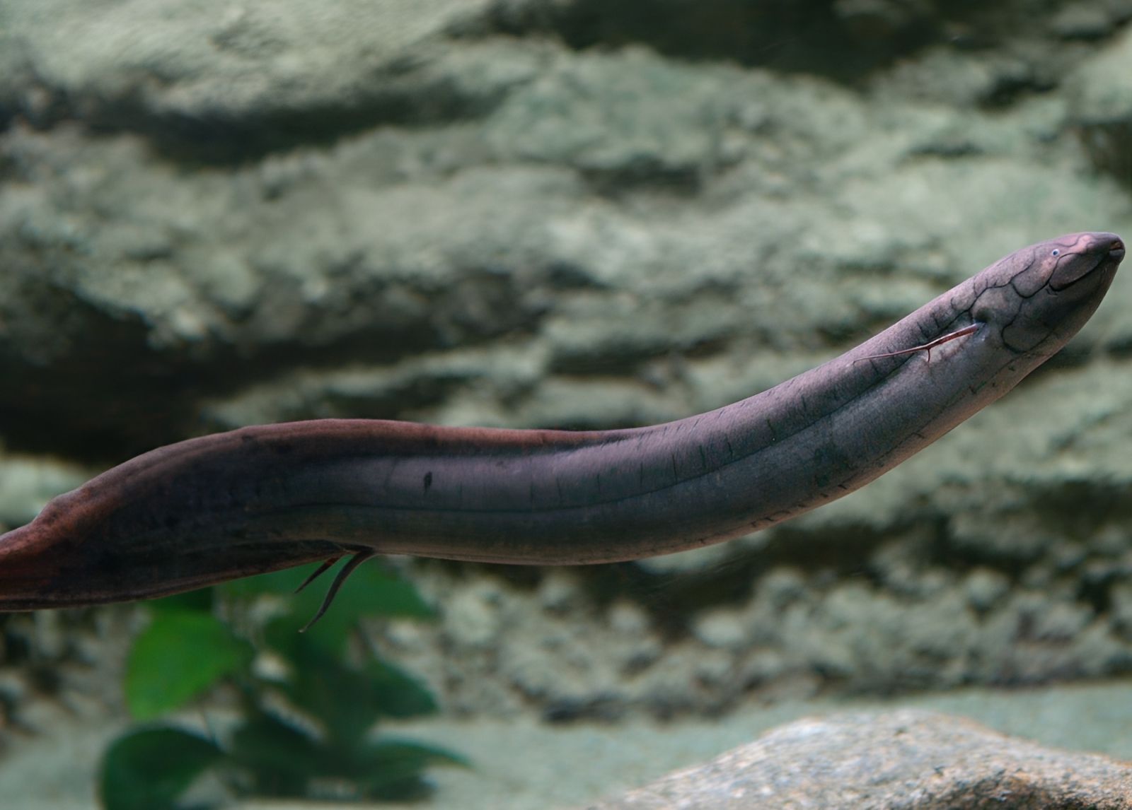 Ce poisson possède 30 fois plus d'ADN que l'Homme