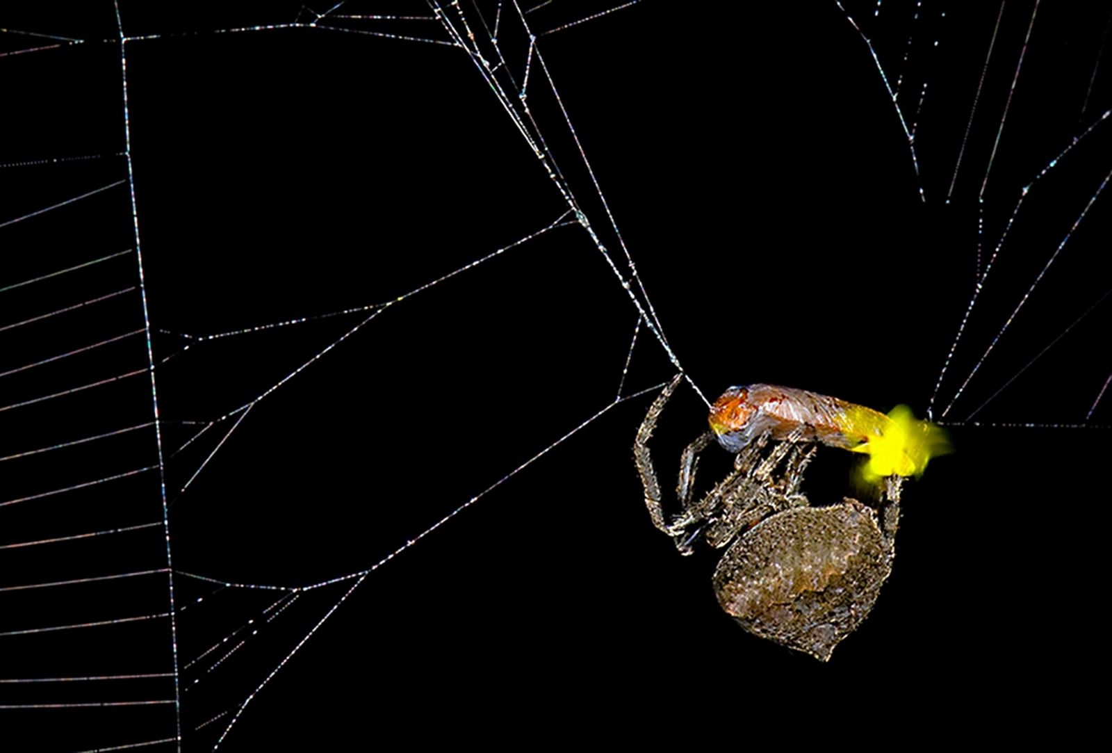 Cette araignée manipule la lumière des lucioles pour attirer d'autres proies