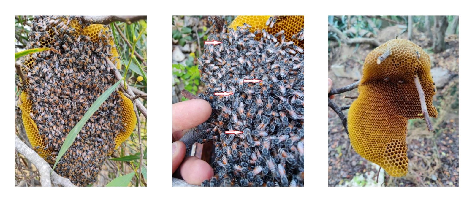 Cet animal menace l'Europe pour la première fois