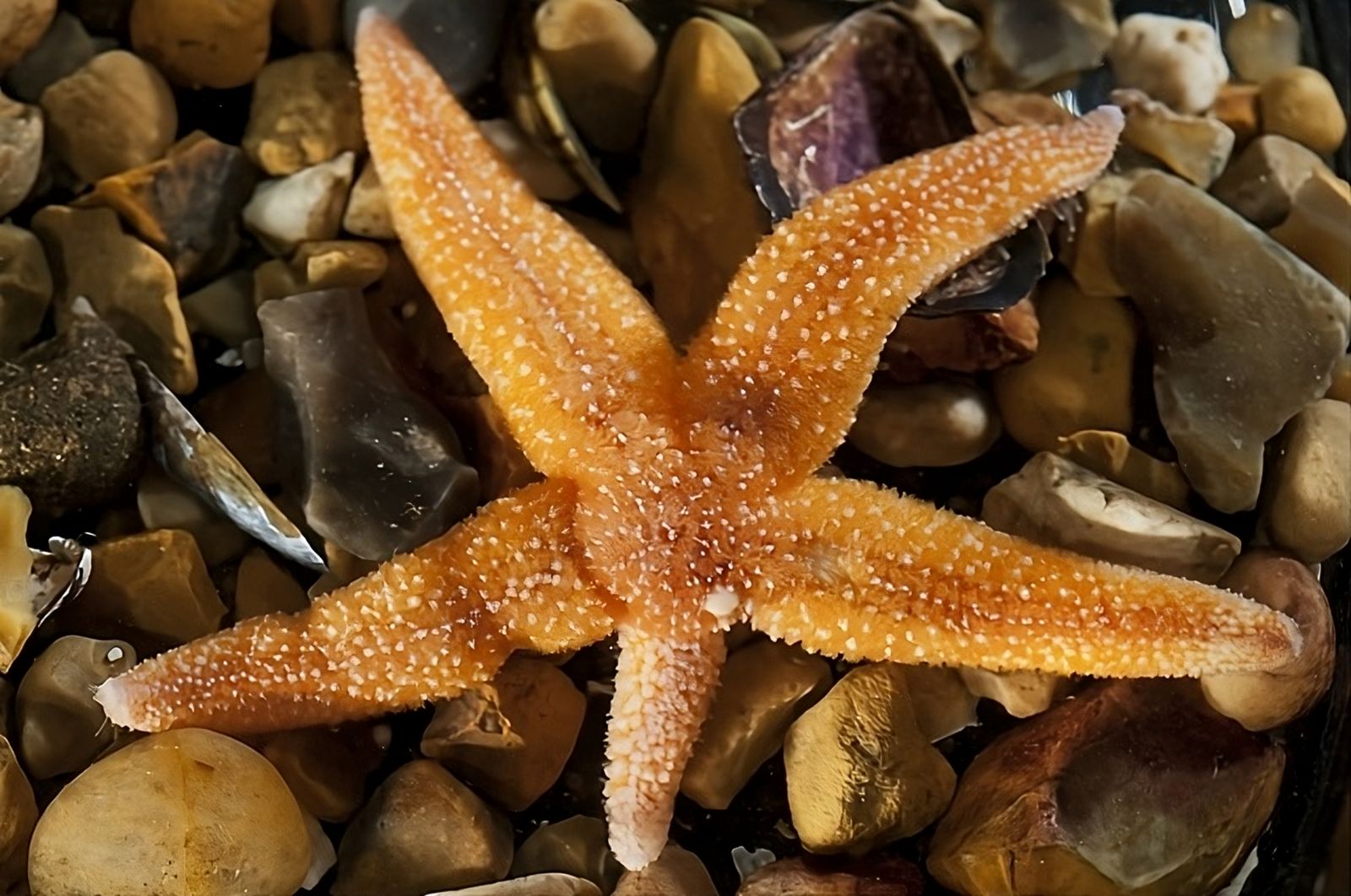 Etoile de mer : l'incroyable secret de son auto-amputation