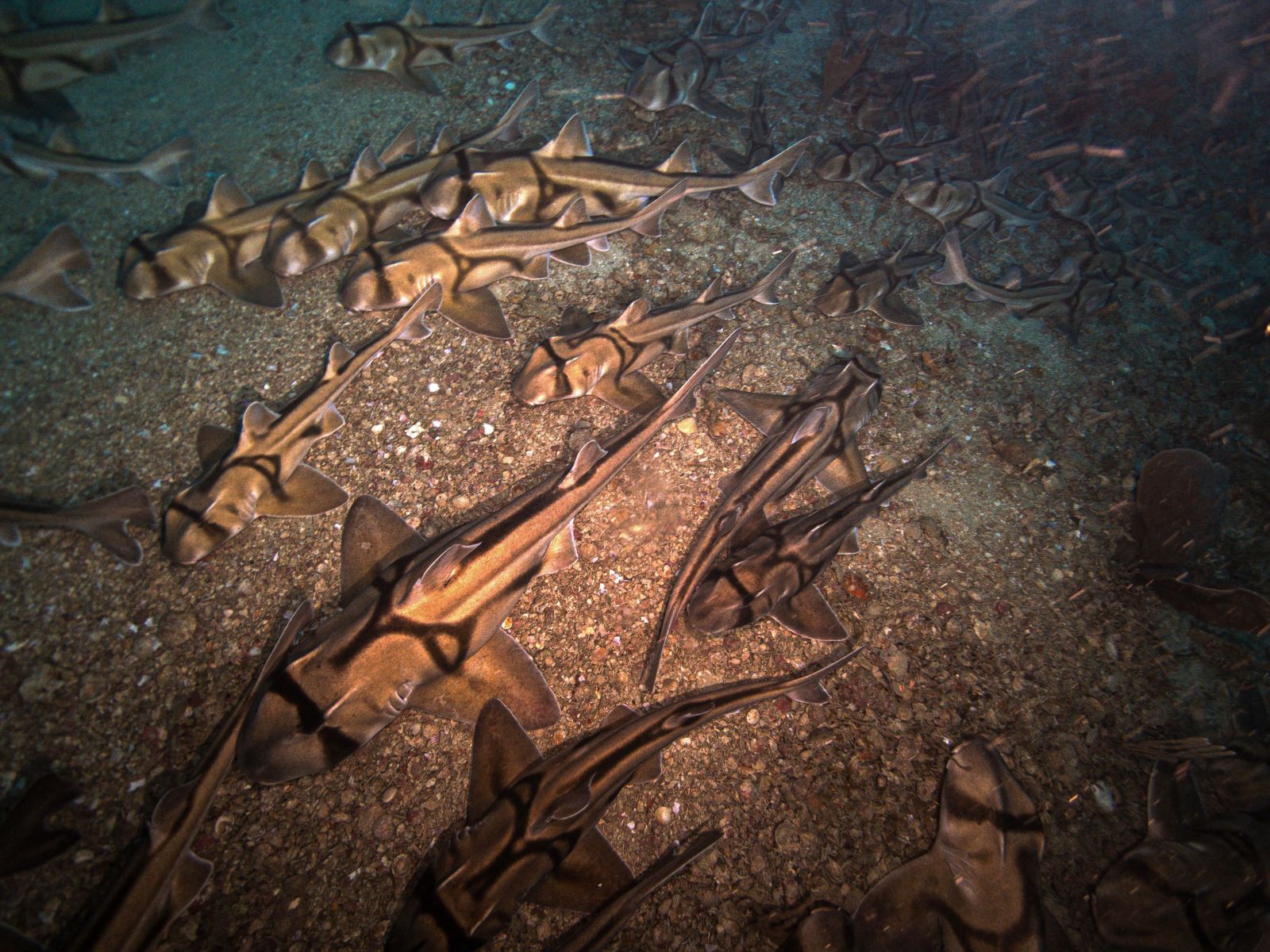 Ce rassemblement de milliers de requins intrigue les scientifiques