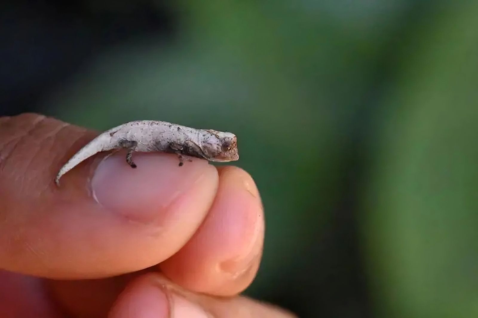 Tourists discover this species of miniature chameleon
