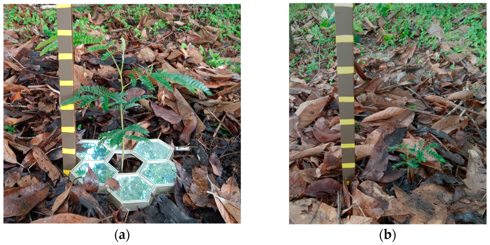 Researchers place mirrors under this plant to improve its survival