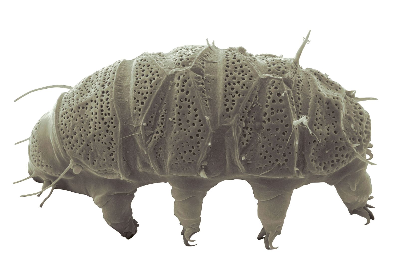 This marine animal is the only one that doesn't ingest microplastics, here's why